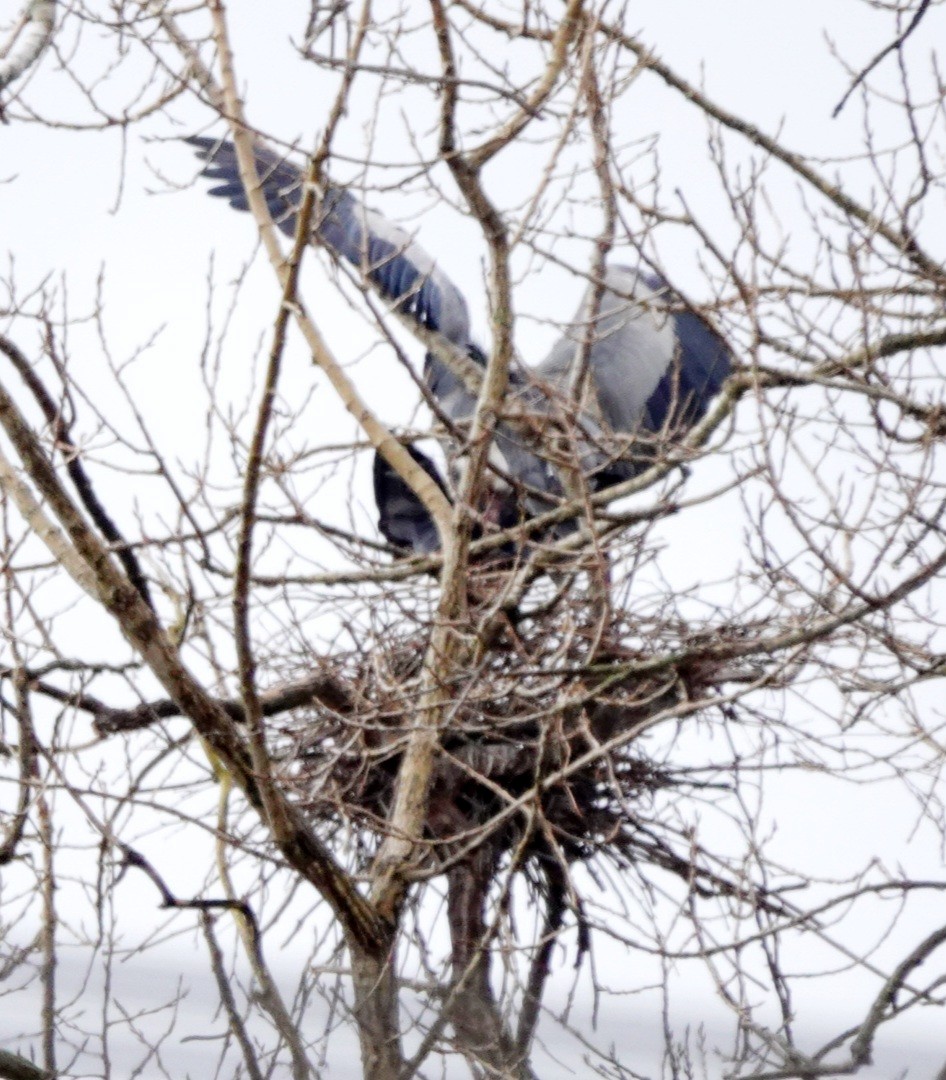 Great Blue Heron - ML616452495