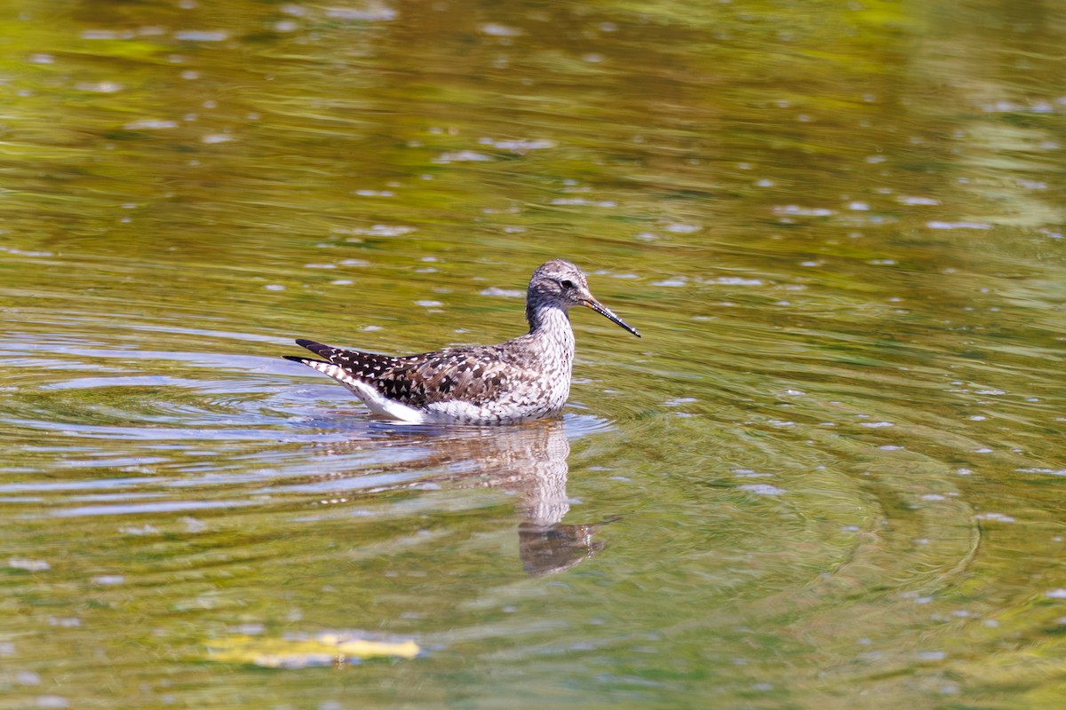 Lesser Yellowlegs - ML616452502