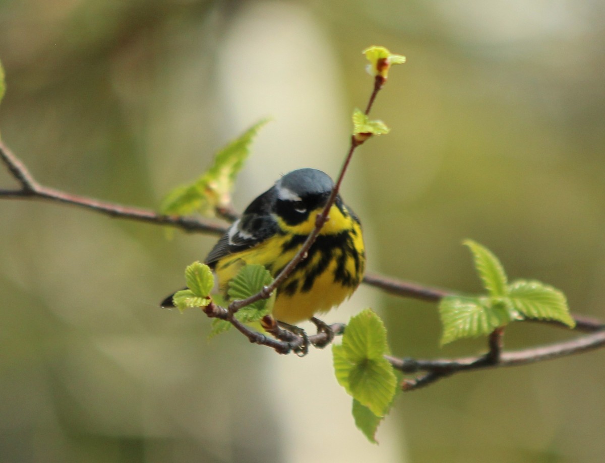 Magnolia Warbler - ML616452586