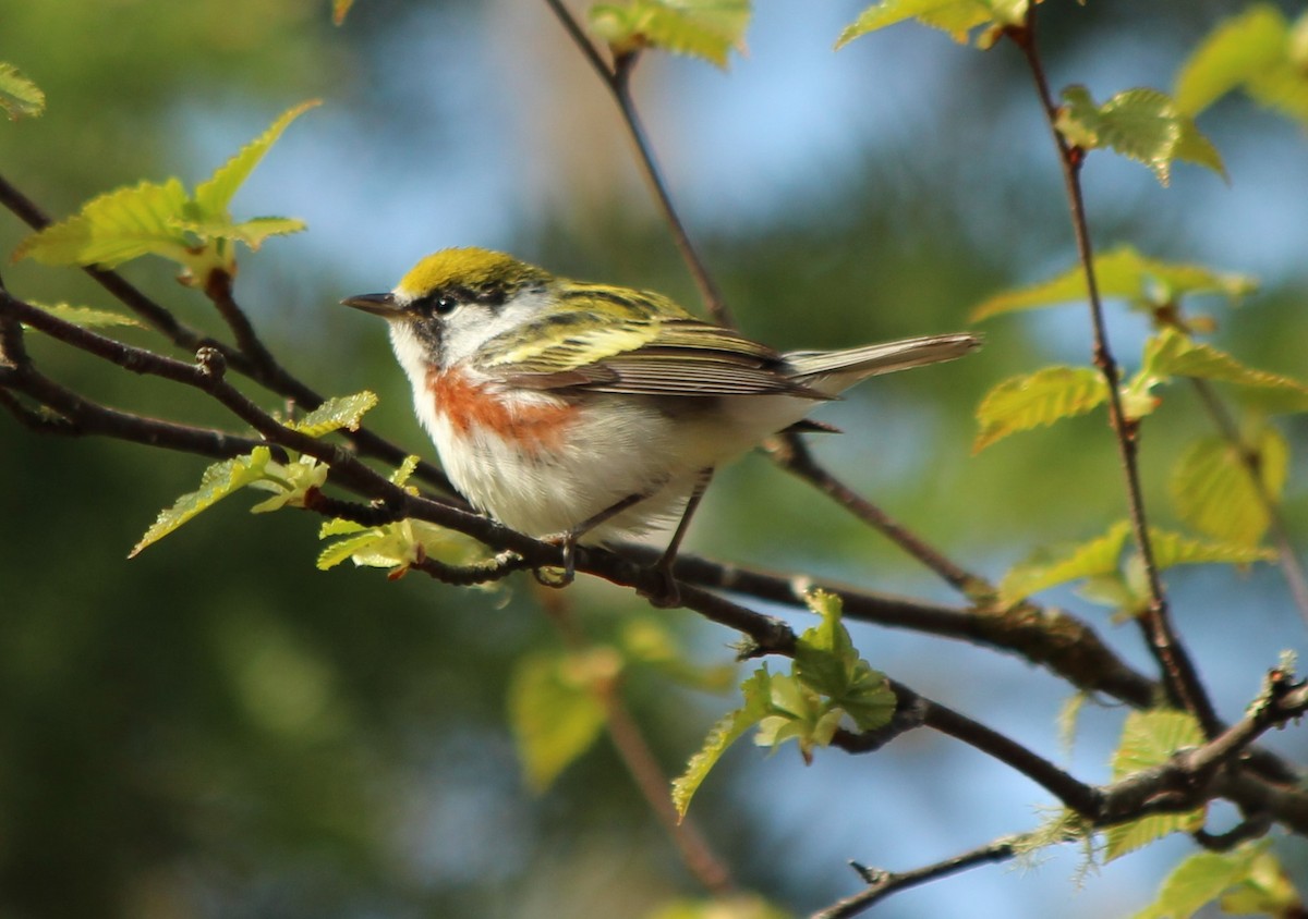 Chestnut-sided Warbler - ML616452593