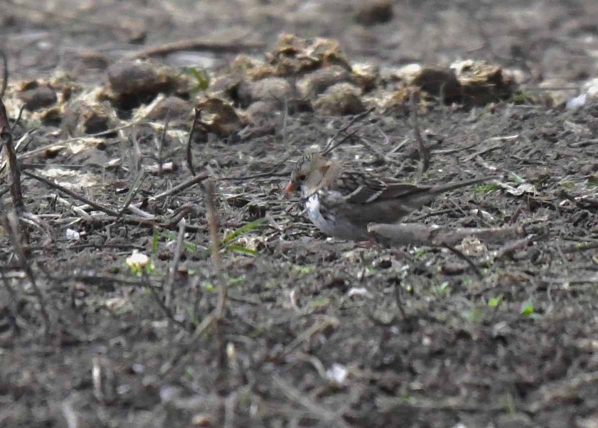 Harris's Sparrow - ML616452594