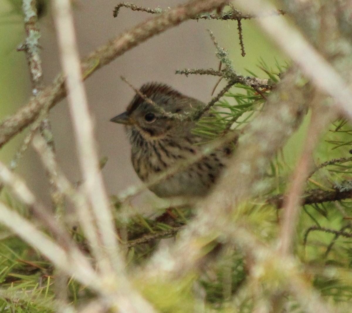 Lincoln's Sparrow - ML616452596