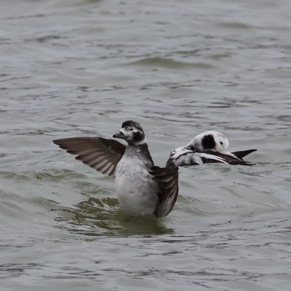 Long-tailed Duck - ML616452620