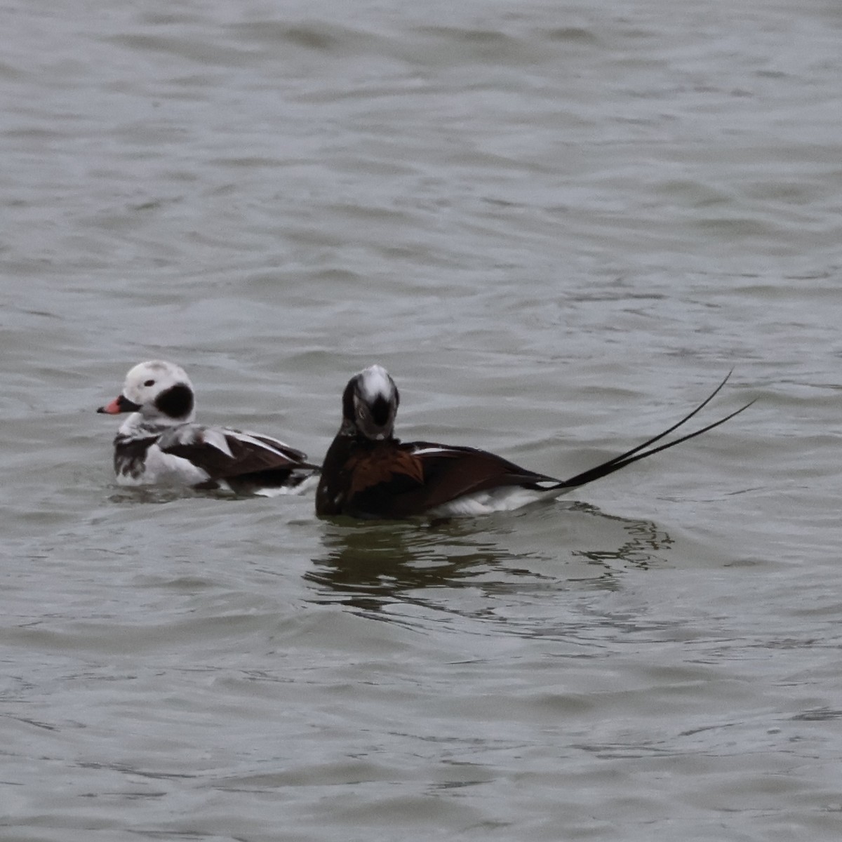 Long-tailed Duck - ML616452621