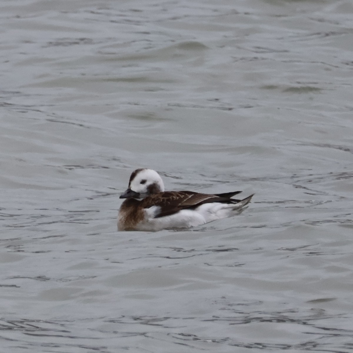 Long-tailed Duck - ML616452622