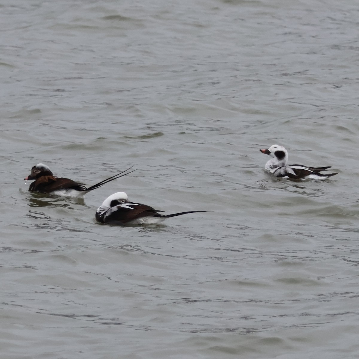 Long-tailed Duck - ML616452623