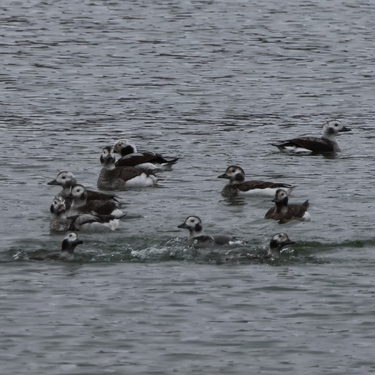Long-tailed Duck - ML616452624