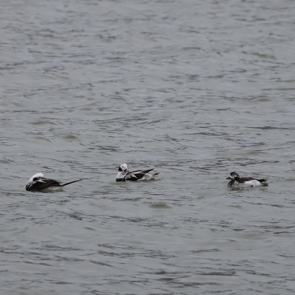 Long-tailed Duck - ML616452626