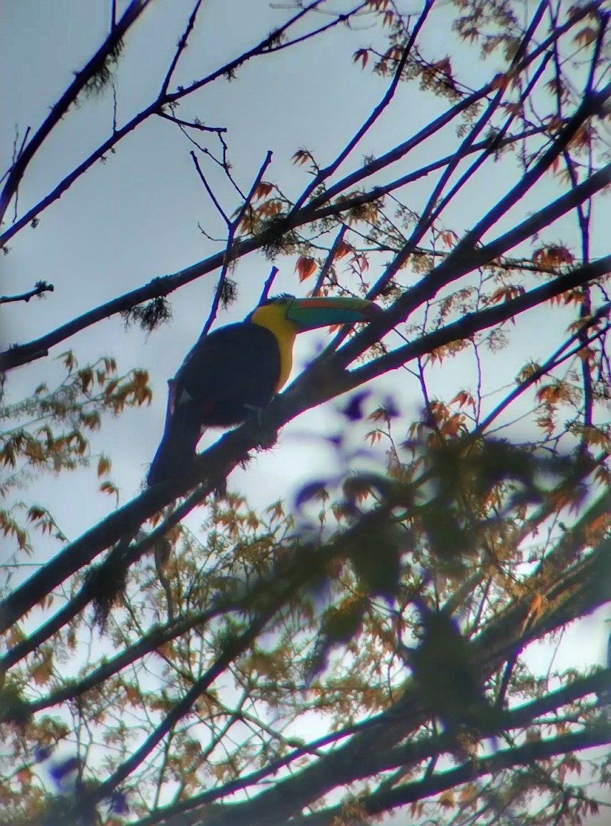 Keel-billed Toucan - César Bonilla Mata