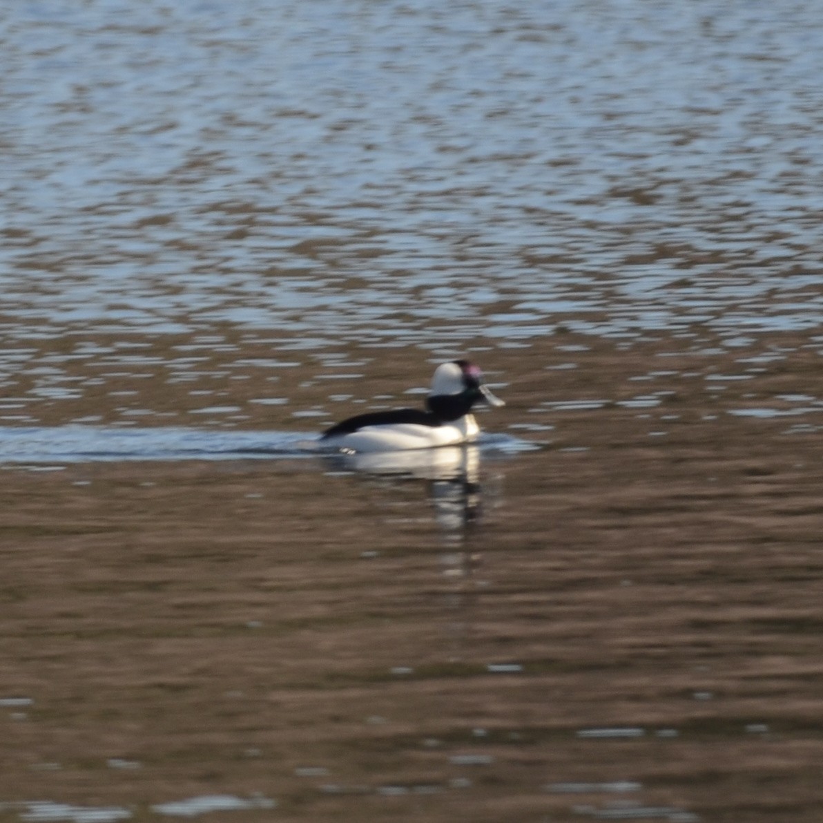 Bufflehead - ML616452633