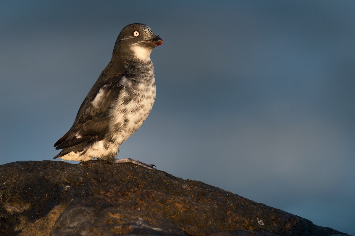 Least Auklet - ML616452634