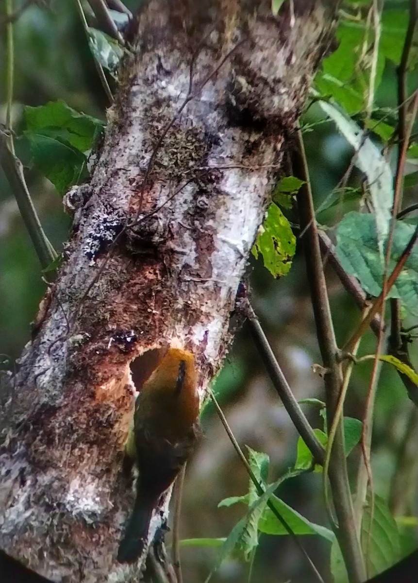 Prong-billed Barbet - César Bonilla Mata