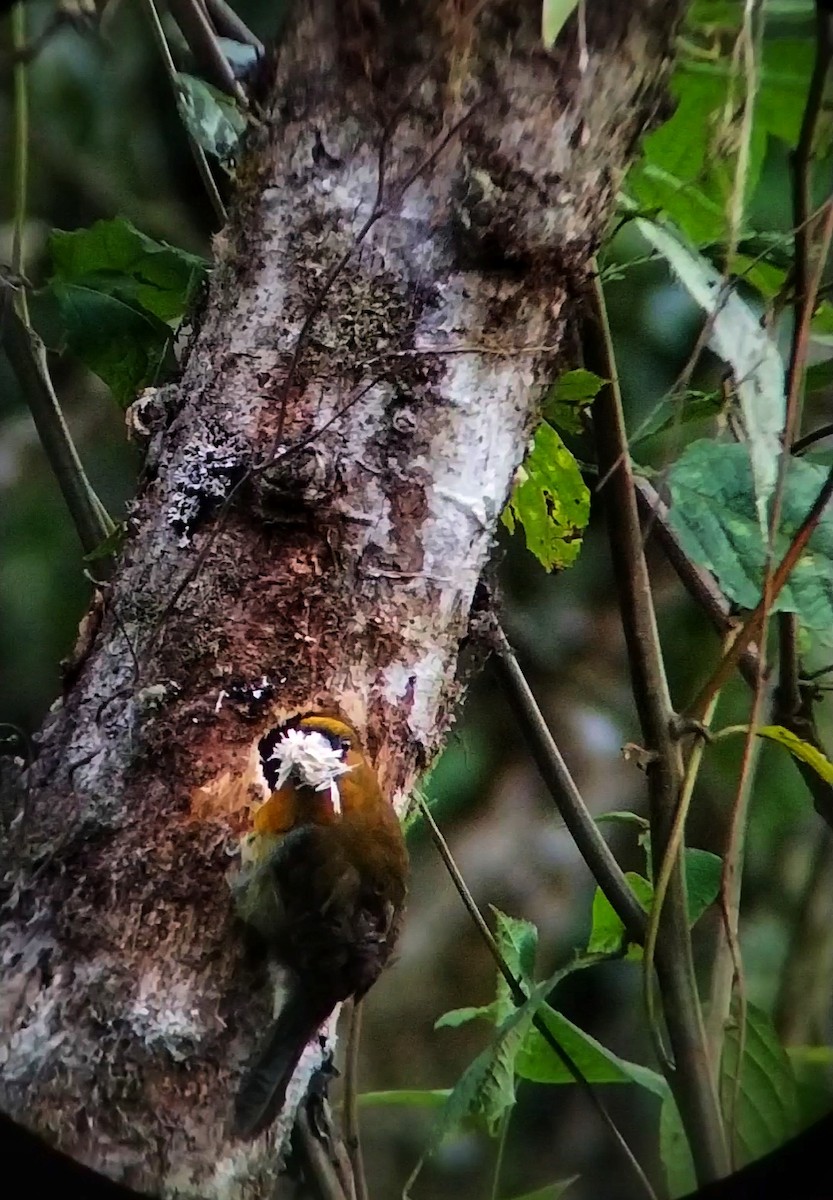 Prong-billed Barbet - César Bonilla Mata