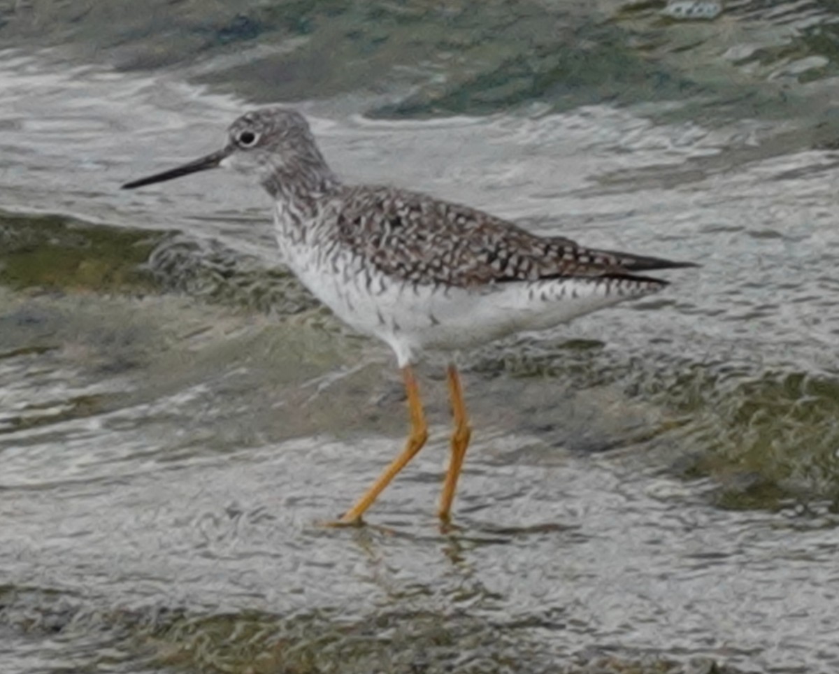 Greater Yellowlegs - ML616452667