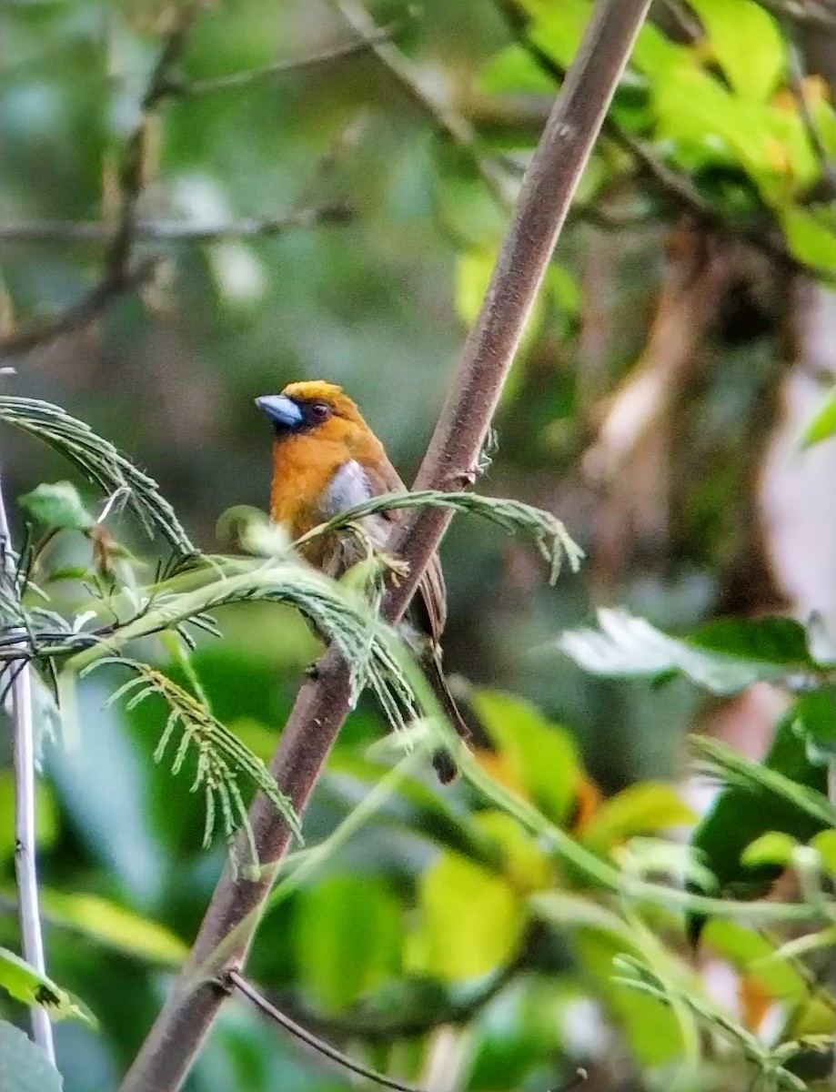 Prong-billed Barbet - César Bonilla Mata