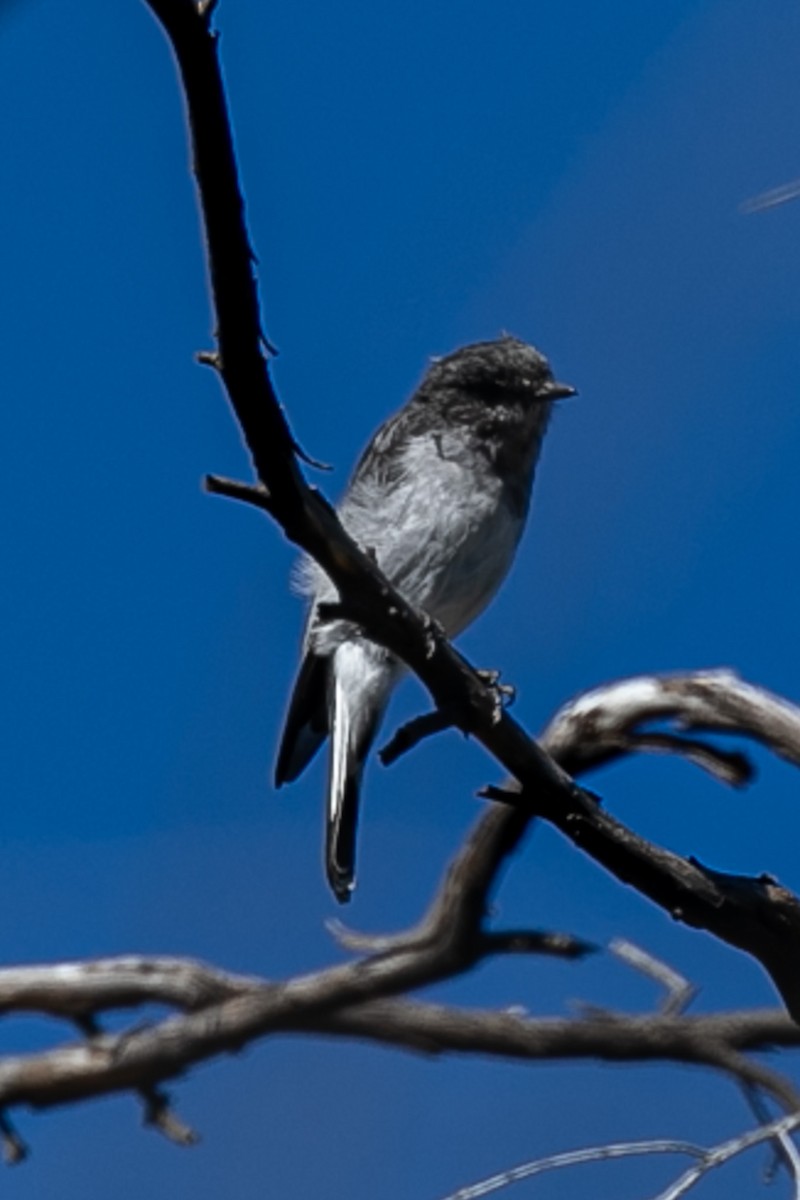 Hooded Robin - John Hurrell