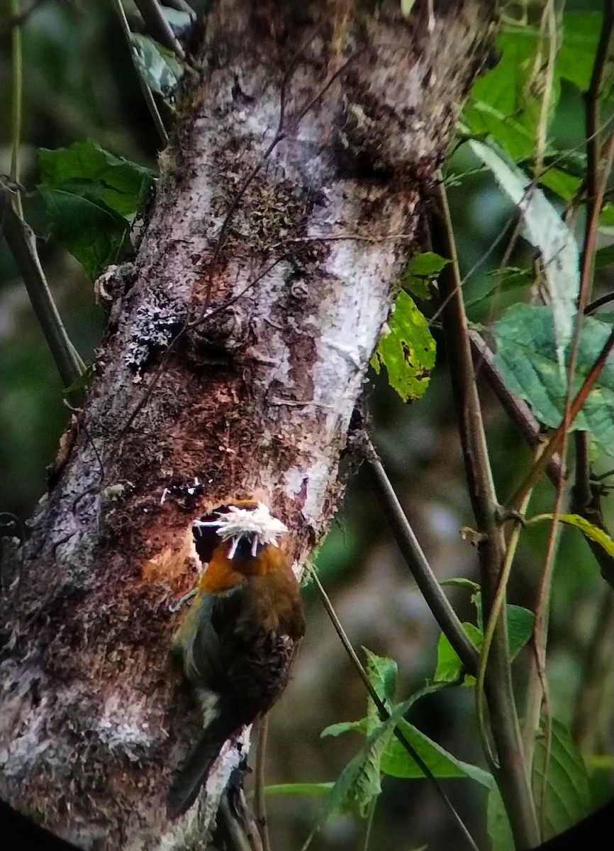 Prong-billed Barbet - César Bonilla Mata