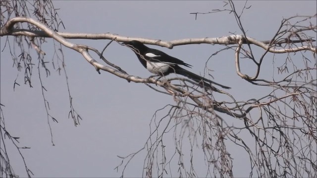 Black-billed Magpie - ML616452691