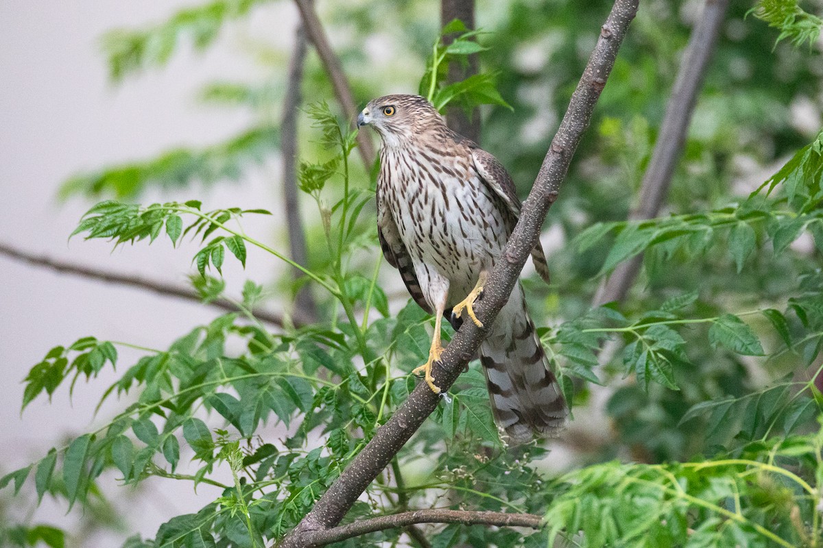 Cooper's Hawk - ML616452736