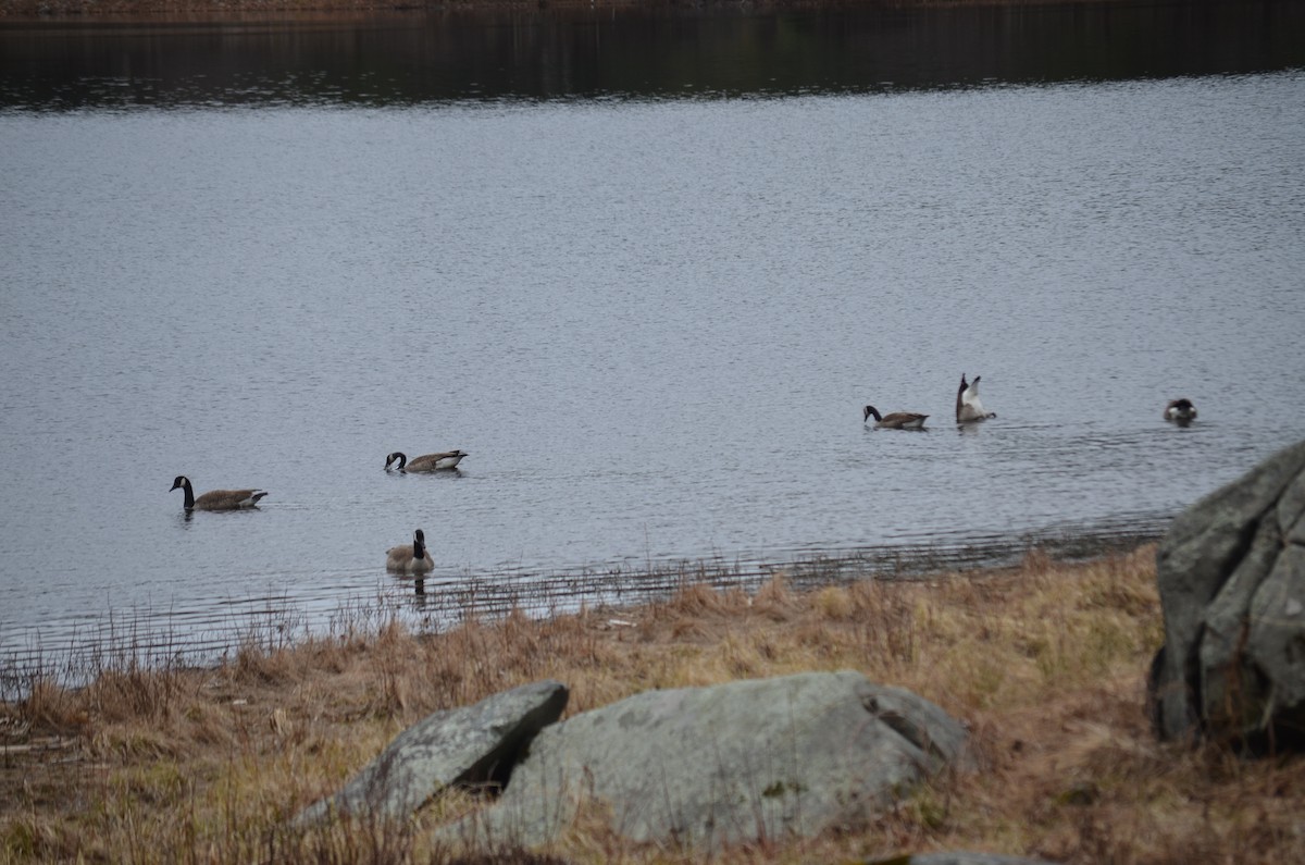 Canada Goose - ML616452744