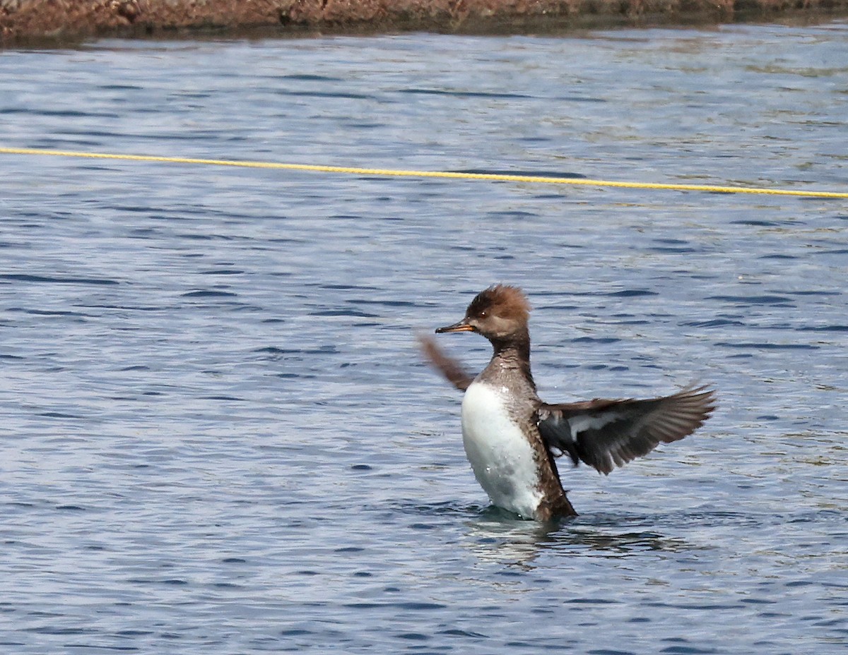 Hooded Merganser - ML616452750