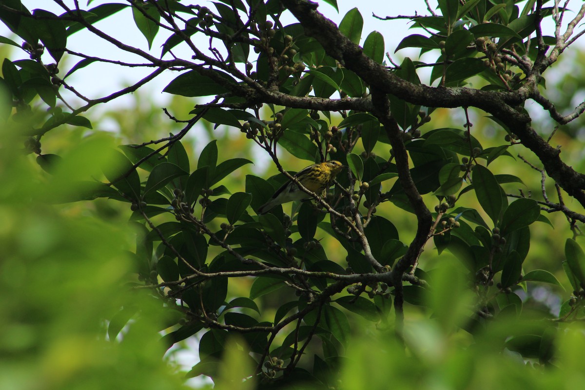 Cape May Warbler - Hunter Hickok