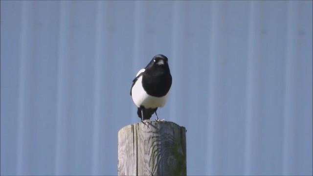 Black-billed Magpie - ML616452822