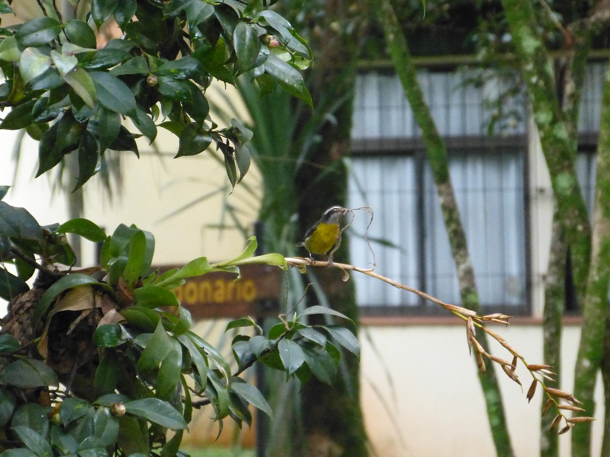 Bananaquit (Greater Antillean) - ML616452832