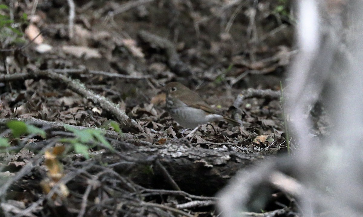 Hermit Thrush - ML616452846