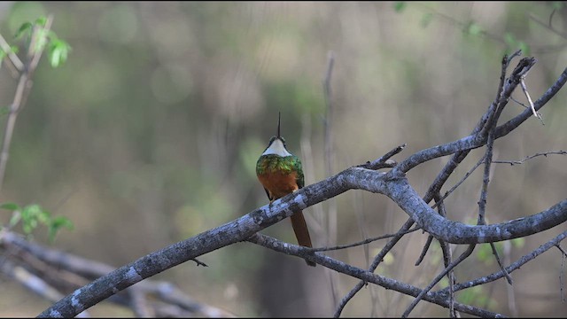 Rufous-tailed Jacamar - ML616452854