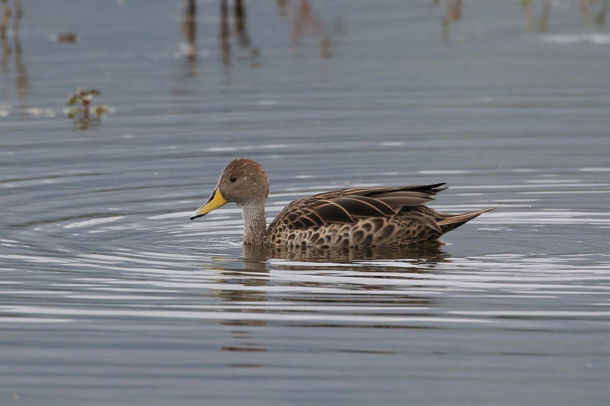 Yellow-billed Pintail - ML616452935