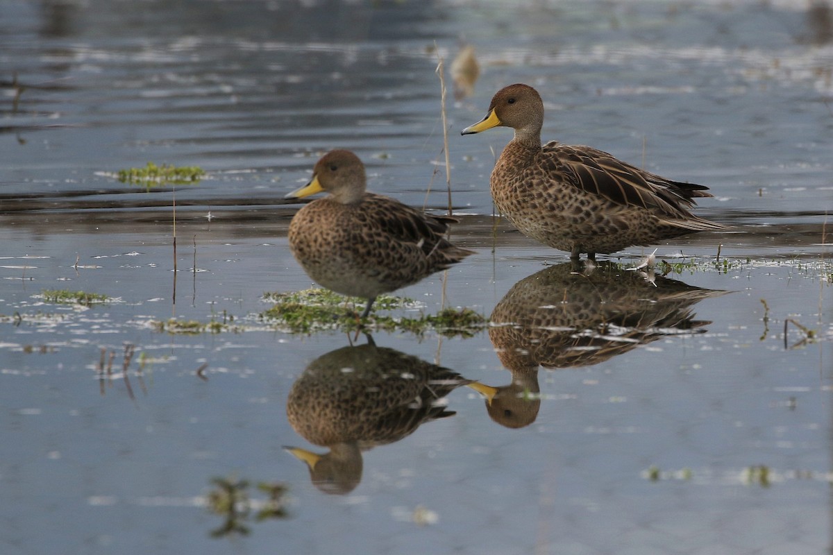 Yellow-billed Pintail - ML616452936