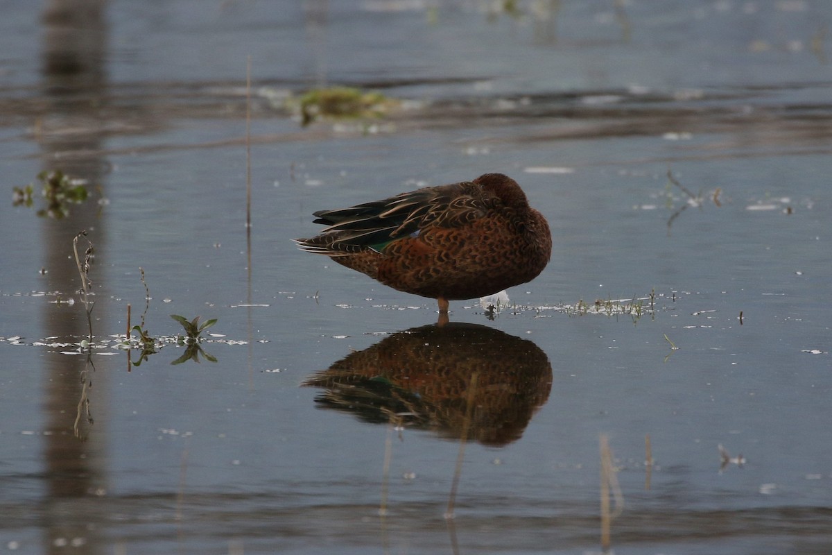 Cinnamon Teal - ML616452948