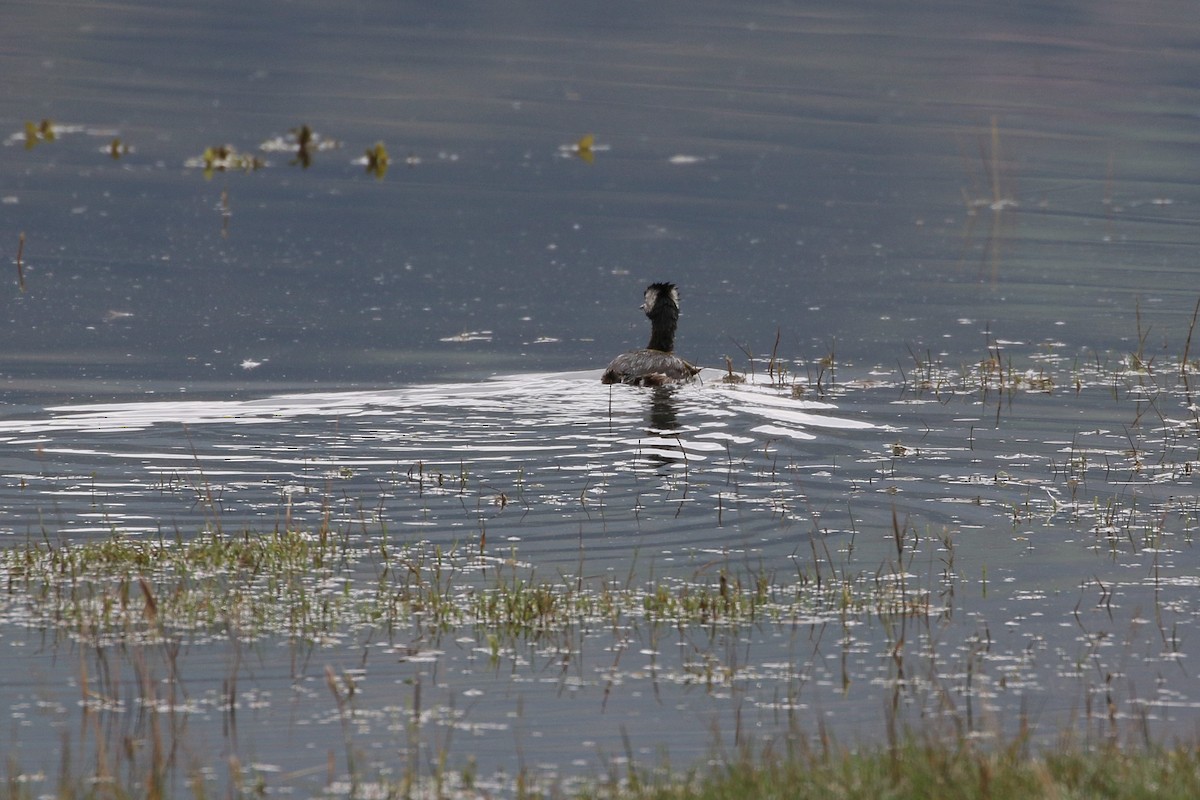 White-tufted Grebe - ML616452957