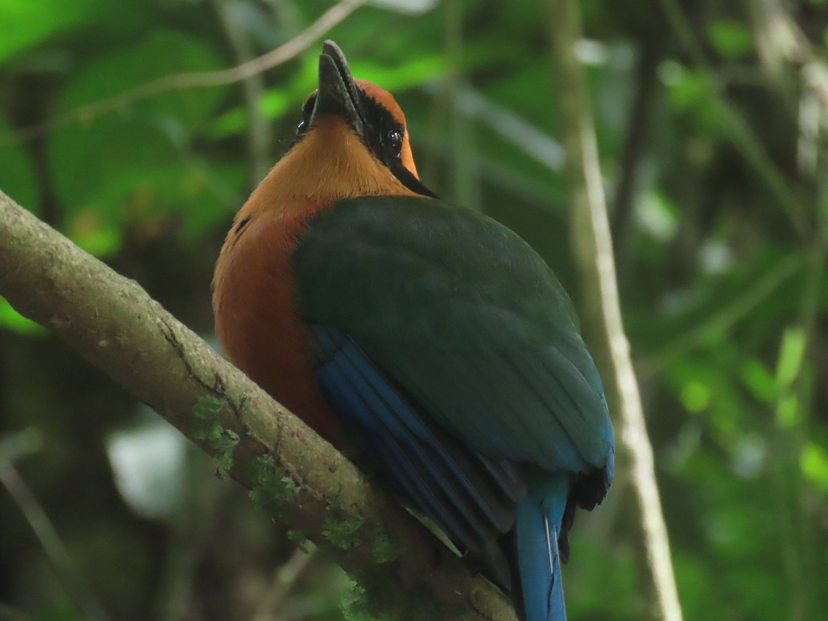 Rufous Motmot - ML616452961