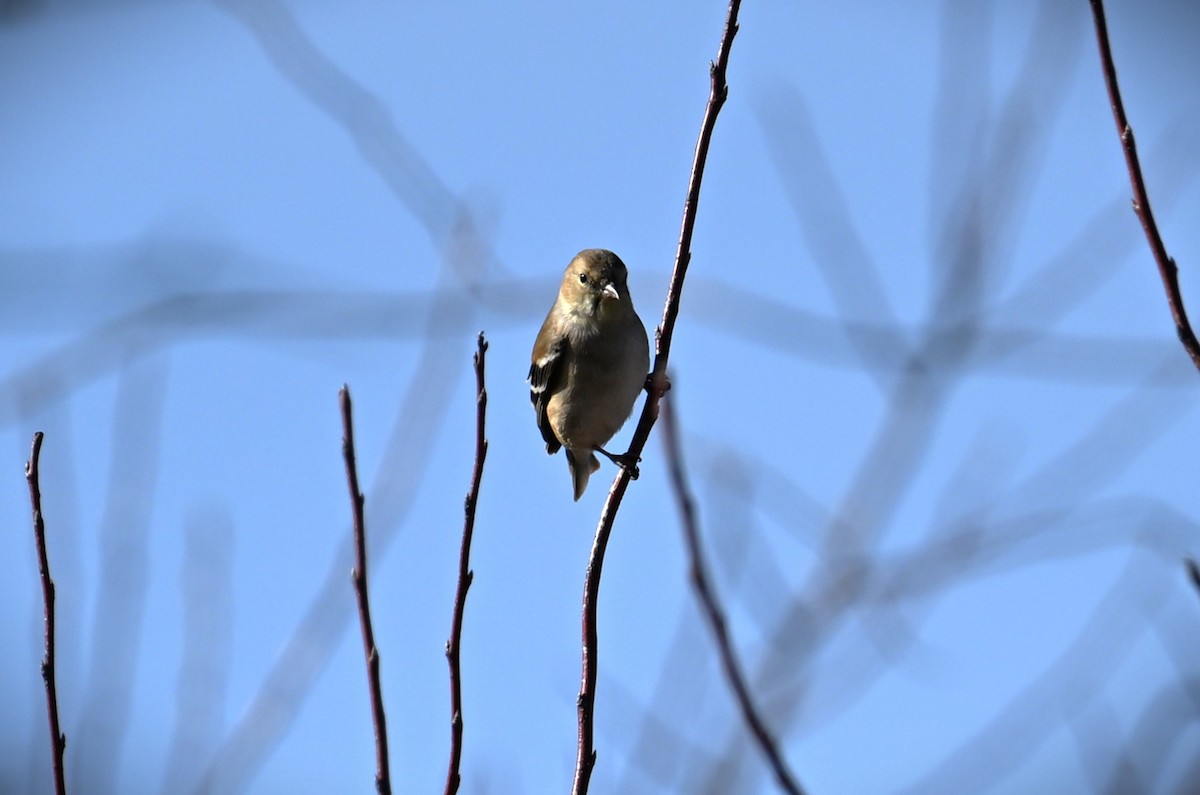 American Goldfinch - ML616452962