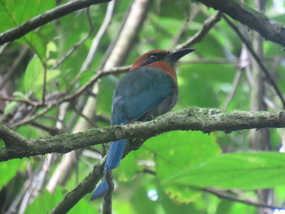 Rufous Motmot - ML616452970