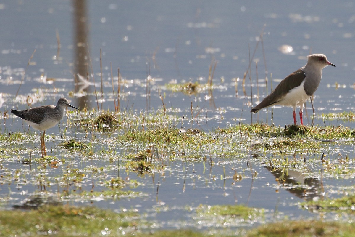 Andean Lapwing - ML616452975