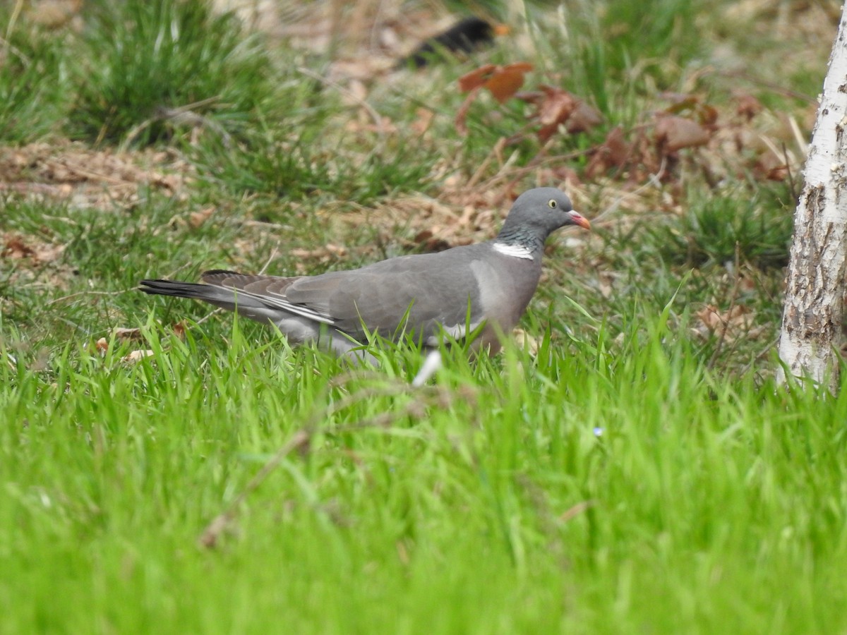 Pigeon ramier (groupe palumbus) - ML616452981
