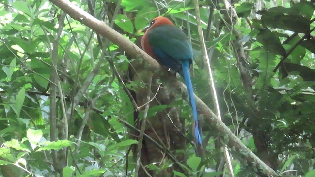 kanelmotmot - ML616452983