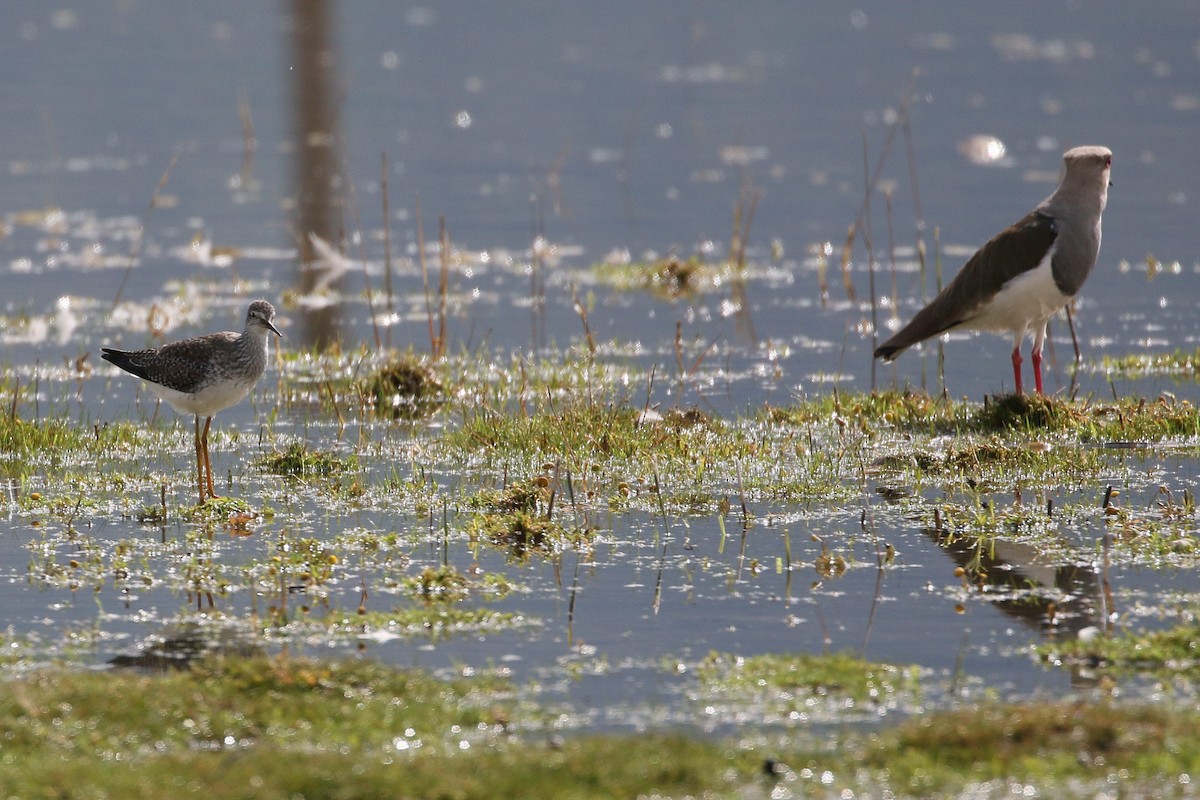 Lesser Yellowlegs - ML616452984