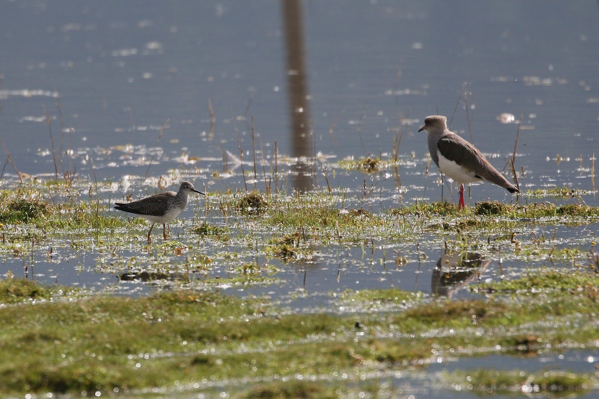 Lesser Yellowlegs - ML616452985