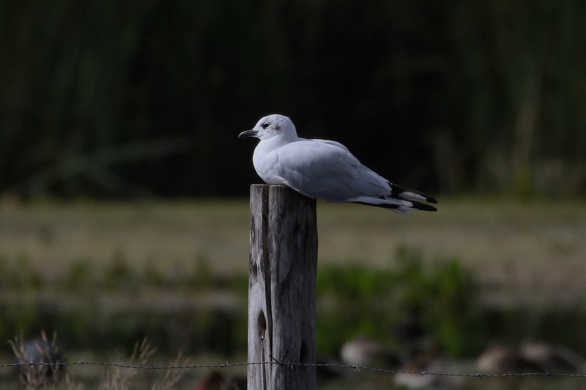 Andean Gull - ML616452991