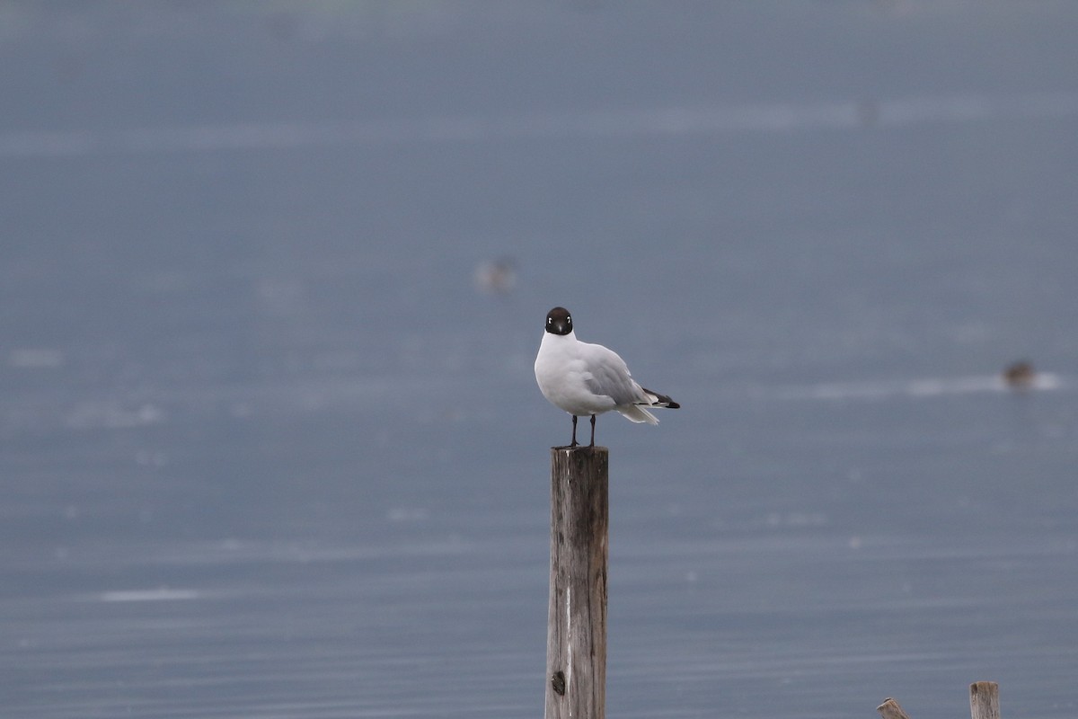 Andean Gull - ML616452992