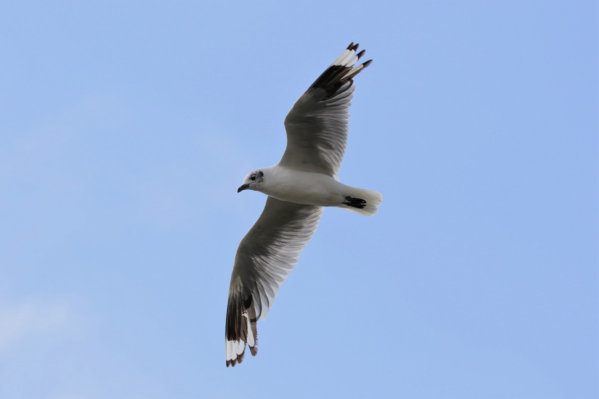 Andean Gull - ML616452993