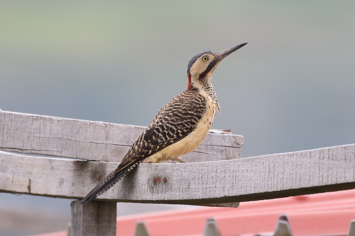 Andean Flicker - ML616452998