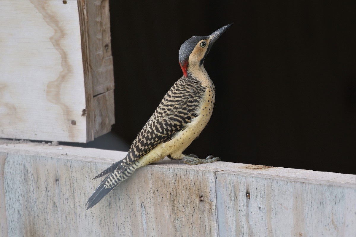 Andean Flicker - ML616453000