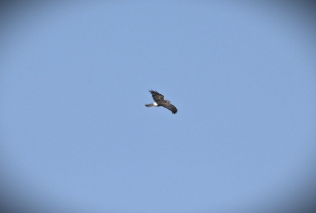 Northern Harrier - ML616453001