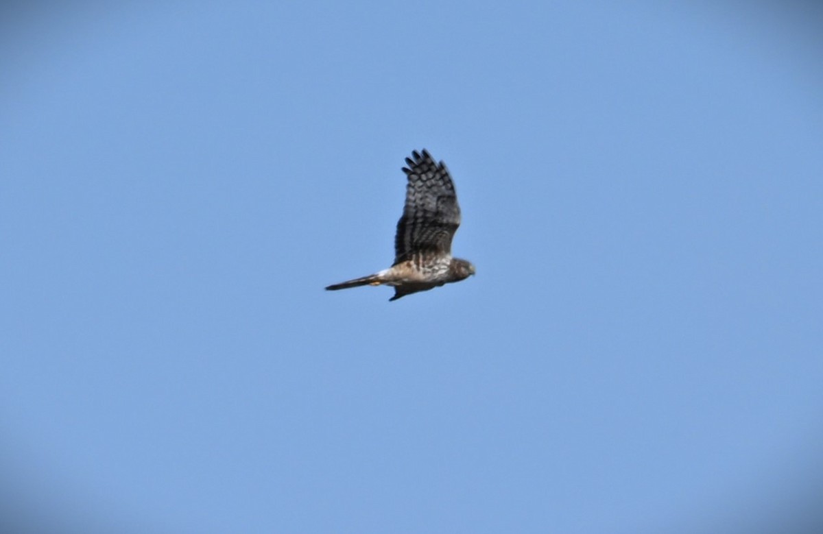 Northern Harrier - ML616453002