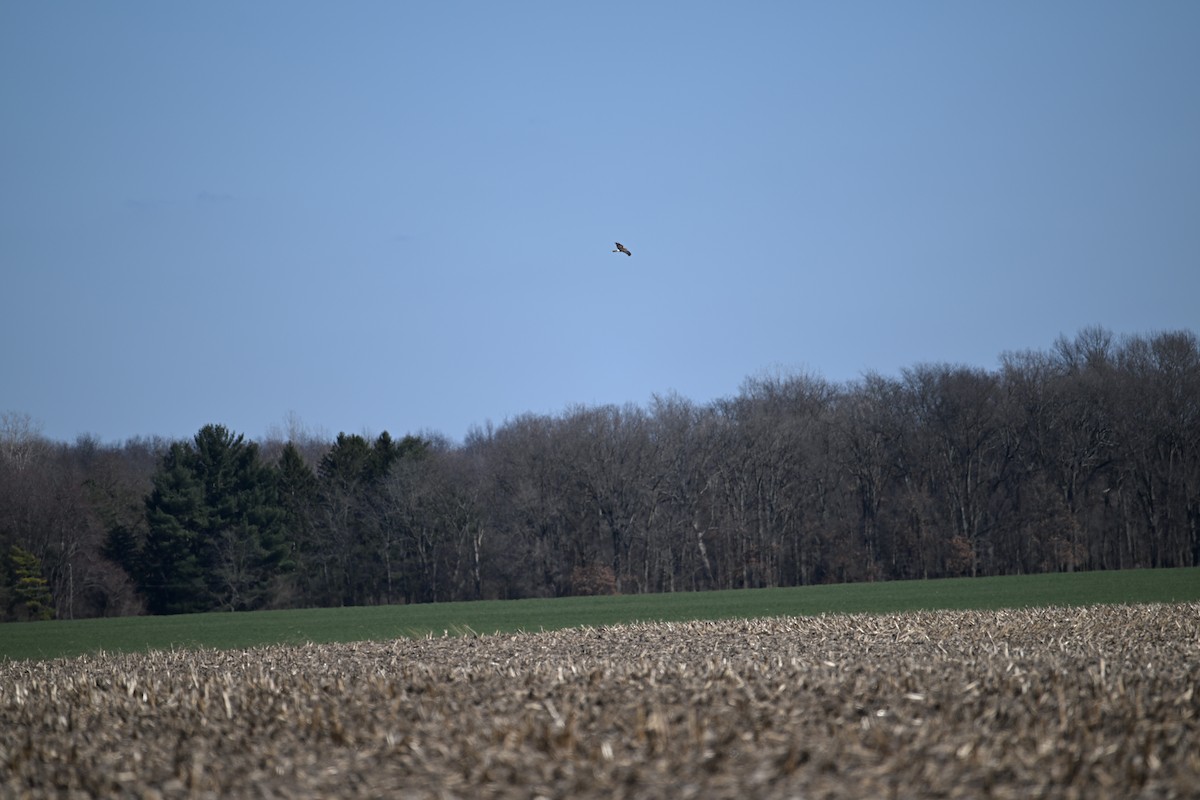 Northern Harrier - Wayne Wauligman